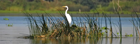 White Egret