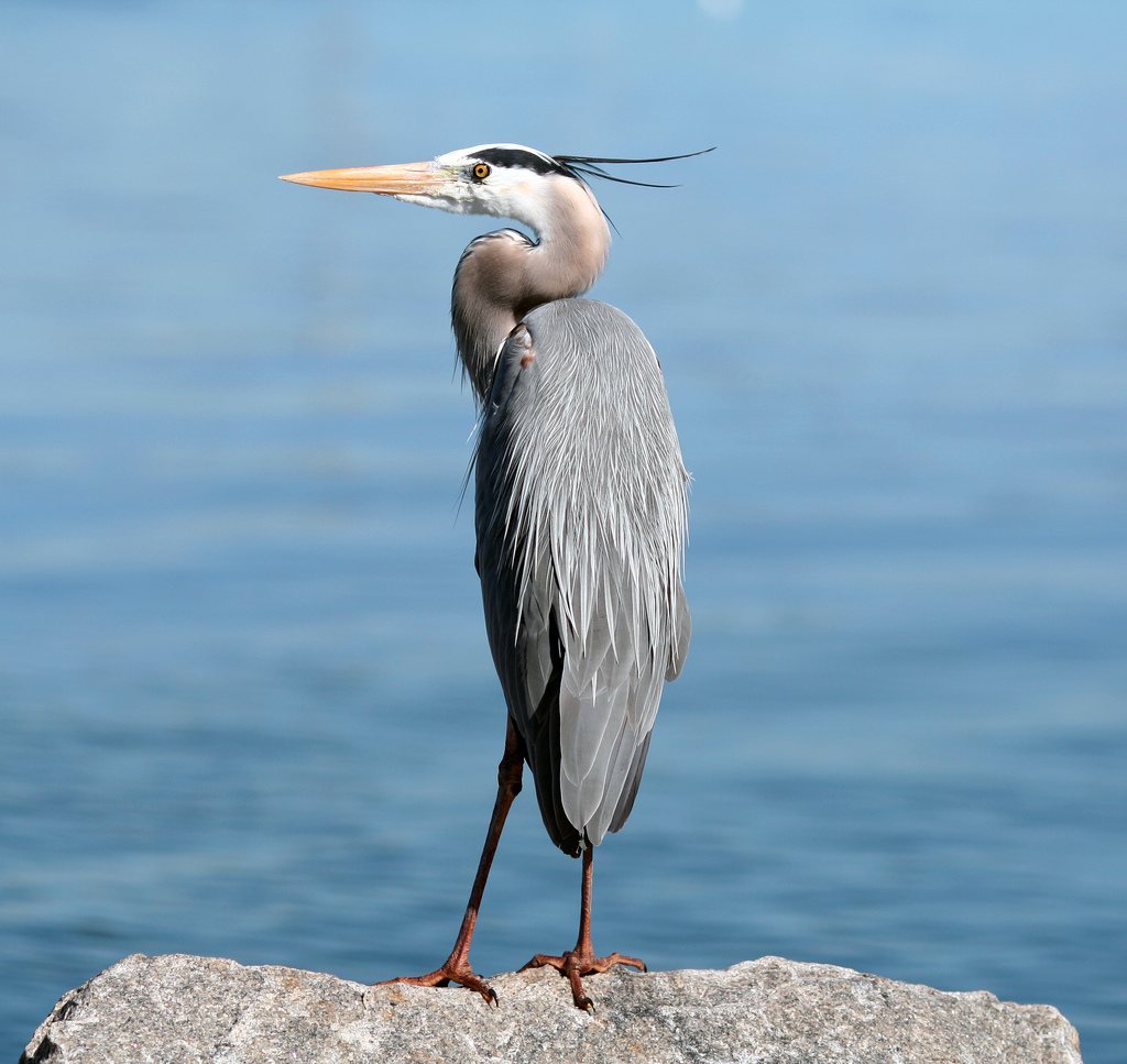 Great Blue Heron