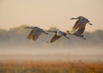 sandhill-cranes-in-flight