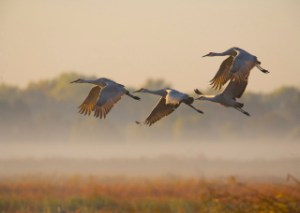 sandhill-cranes-in-flight