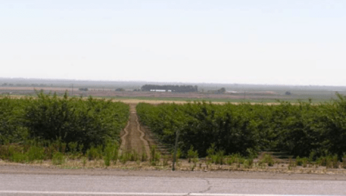Westlands Almond Orchards