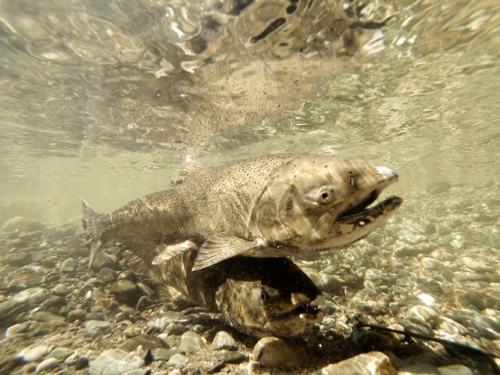 KMG_gopro_fish_140431